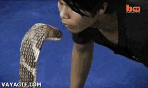 serpiente,casa,suegra,beso,visita,cobra,king cobra
