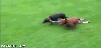 perro,carrera,paseo,niño,arrastrar,collar