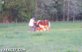 toro,fuerza,humano,vaca,tumbar,pelea,combate