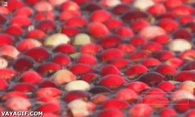 esqui acuatico,surfeando,con tabla,cuerda,barca,arandanos,bayas