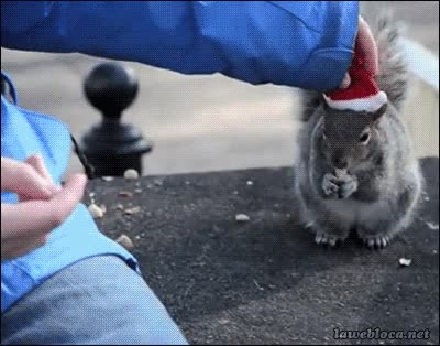 ardilla,papa noel,gorro,tio,navidad,comer,contenta