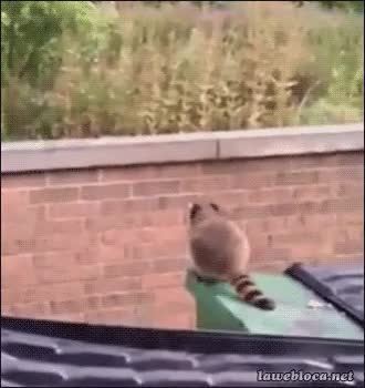 mapache,saltar,pared,contra el muro,buen intento,fail