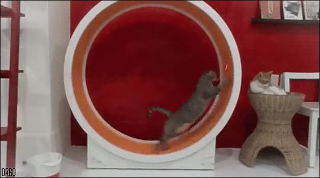 gatos,corre,rueda,laser,maldad,feel like a hamster,puntero,punto rojo,perseguir