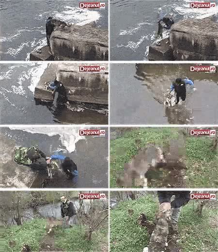 respect,rescatar,persona,perro,salvar,respeto