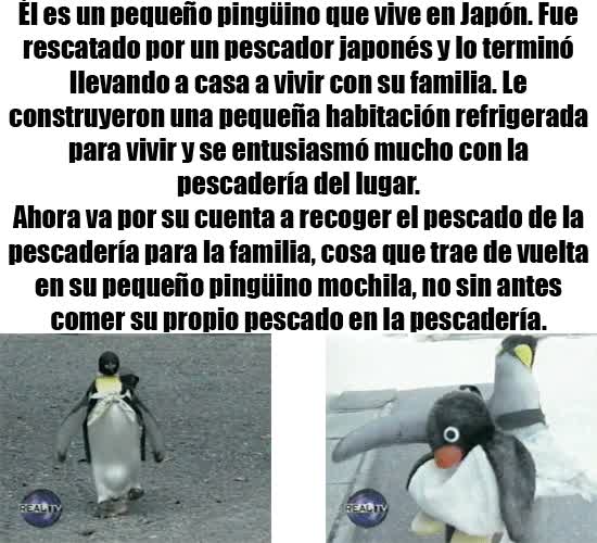 por su cuenta,traer,pingüino,salvar,hoy por ti mañana por mí,rescatar,pescador,pescar,pescado,pescadería