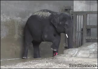 elefante,pelota,jugar,futbol,jueguitos,messi,jugar bien,toques