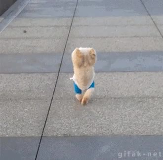 perro,caminar,con las patas delanteras,camisa,pino