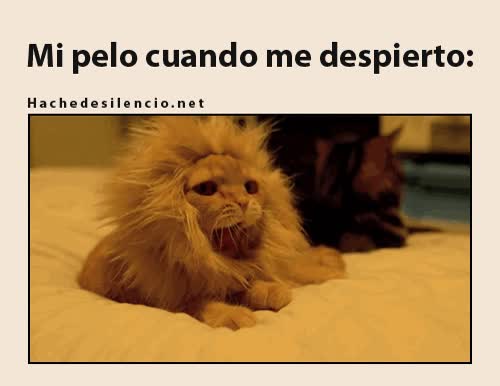 pelo,revuelto,gato,despertar,bostezar,le&oacute;n