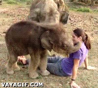 chica,elefante,cachorro,bebe,jugar,tocar,con la trompa,cara