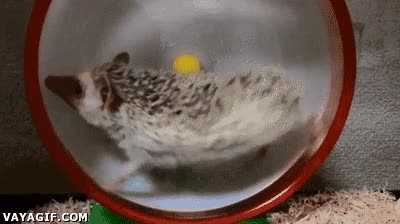 erizo,sonic,looping,rueda de hamster,fail,torpe,caer