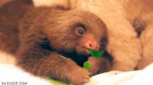 perezoso,sloth,comer,lechuga,entusiasmo