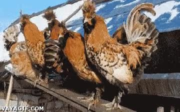 gato,gallinas,felino,gallinero,palo,al sol
