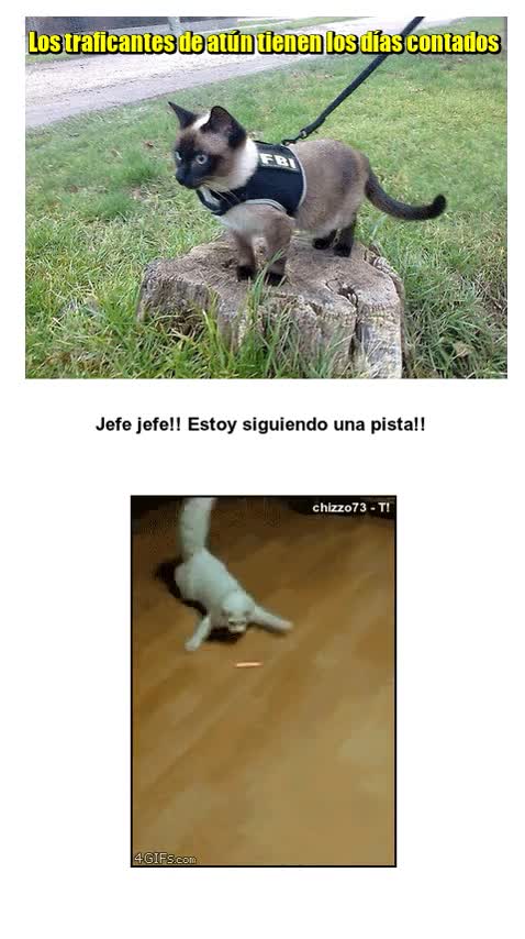 atún,lata,traficar,gato,láser,moverse,FBI