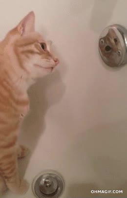 bañera,reflejo,gato,mirar,espejo,bello