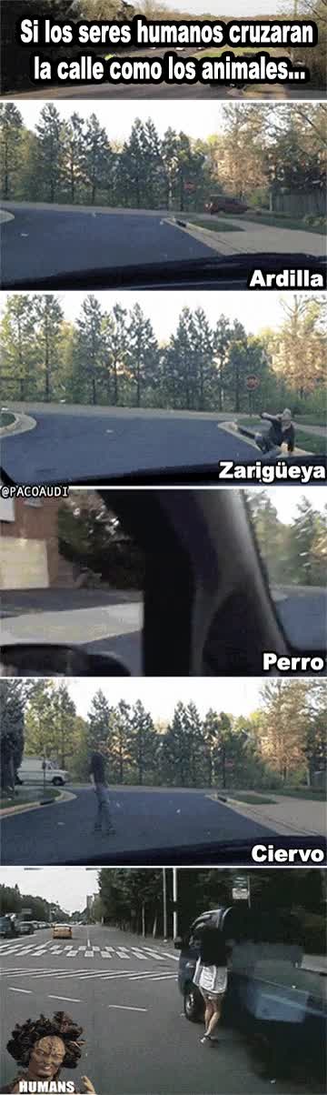 humanos,calle,animales,humor,ciervo,perro,zarigüeya,ardilla