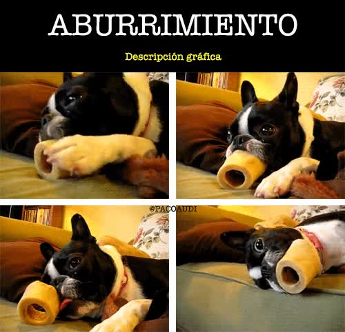 perro,aburrimiento,celo,lengua,frutos