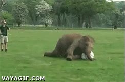 elefante,pelota,futbol,resbalar,al suelo,torpe