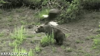 no creo que quisiera llevarse al oso,graciosa,collejas,oso,aguila