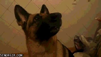 perro,pastor aleman,sonreir,ense&ntilde;ar los dientes,sonrisa,lo hace mucho mejor que yo