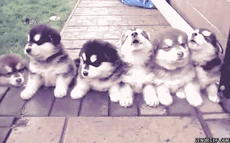 ¡Decidido, quiero fundar mi propio coro de cachorros de husky! concierto,coro,no se oye pero imaginad que magnifica melodia,husky,ladridos,aullidos