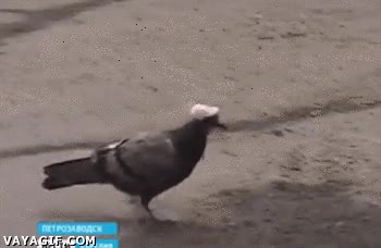 gorrito,paloma,gorro,ganchillo,lana,palomas