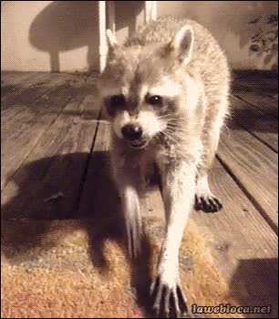 comer,animal,mascota,lol,mucha imaginación,mapache