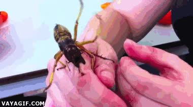 bicho,asco,mal rollo,cosa rara,insecto,picar,morder