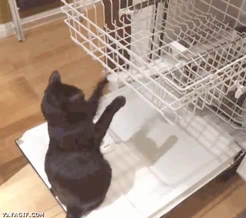 y así todo el día,girar,mano,entretenimiento,gato