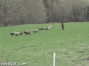 saltitos,saltos,alpaca,pastoreando,prado,ovejas,feliz
