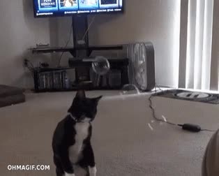 pillar,gato,burbuja,casa,monada,burbujas,jugar