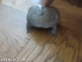 rana,tocar,sonreir,feliz,abrir la boca,parece un muñeco