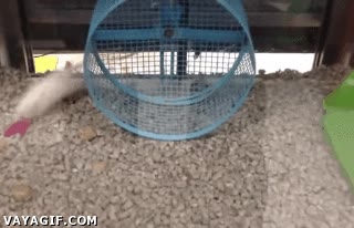 h&aacute;mster,rueda,correr,vueltas,fail,raton