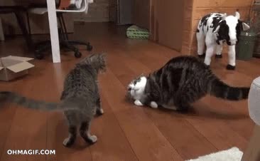 curiosa forma de pelear,movimiento hipn&oacute;tico de colas,gatos,desde el suelo,gato