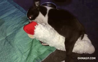 perro,intimidad,mirar,querer,peluche,muñeco