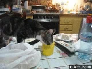 qu&eacute; pasa,algun problema,gato,beber,vaso de agua