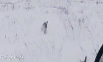 liebre,vete a cazar ciervos que son mas sabrosos,moto de nieve,no me dispares anda,si me pongo mimos&iacute;n no me disparas &iquest;verdad?,cazador