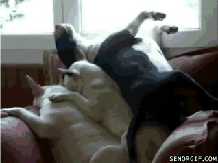 pila de perros,monta&ntilde;a,sofa,formir