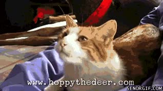 ciervo,lengua,lavar,gato,amigos algo extra&ntilde;os