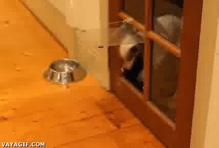 puerta,perro,confundido,confundir,no entrar,como con miedo