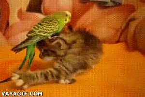 pajaro,gato,periquito,cachorro,montado,encima,cabeza