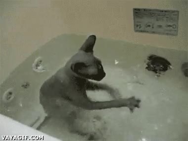 agua,gato,jugar,bañera,sphynx,esfinge,calvo