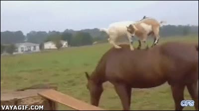 cabras,caballo,cabalgar,cabritillos,montar,subir