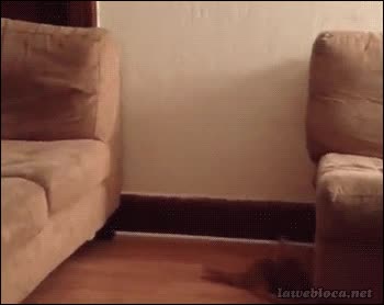 gato,saltar,cachorro,salto,sofa,fail