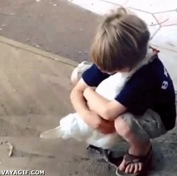 abrazar,proteger,amigos,amistad,gallina,abrazo,niño