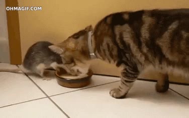 animal,gato,guerra,pelea,leche