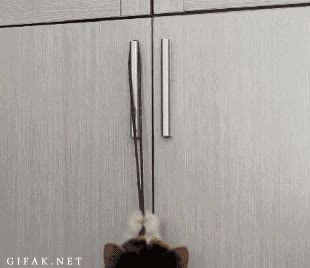 cagada,armario,gato,colgar,goma elastica