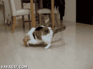 caja,kleenex,cabeza,gato,atascado,atrapado