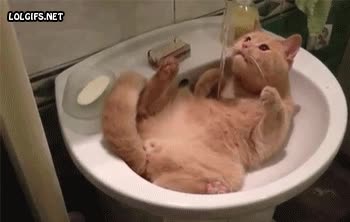 agua,gato,lavavo,probar,chorro,grifo