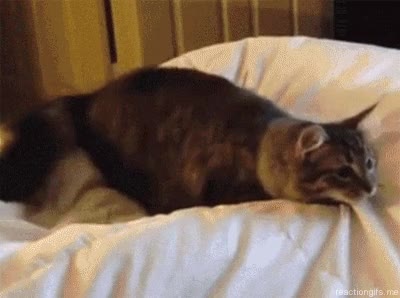 bailar,gato,baile,meneo,shake,alegría