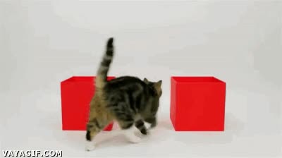 fail,gato,caer,cajas,elegir,una u otra,mal calculado
